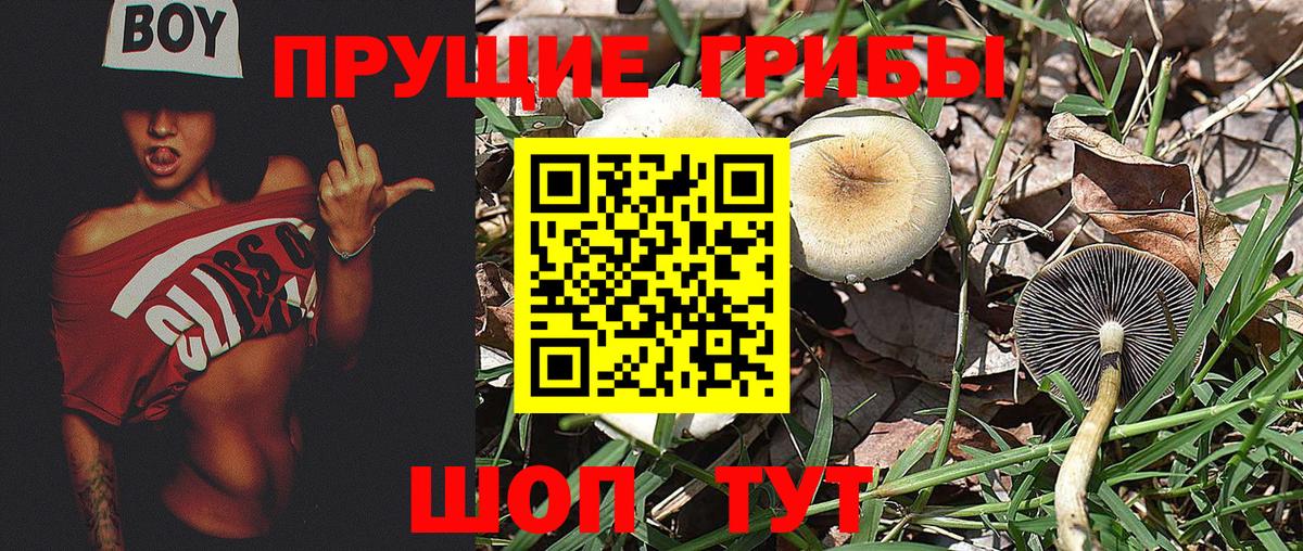 Зерноград  Псилоцибиновые грибы ЛСД  Вход с VPN 